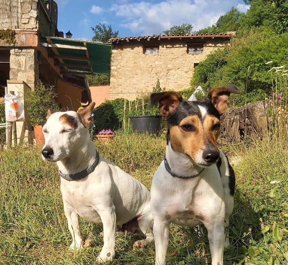 Penzion Mas Molladar Solo Adultos Camprodon Exteriér fotografie